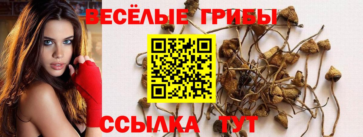 Галлюциногенные грибы Psilocybine cubensis Киров
